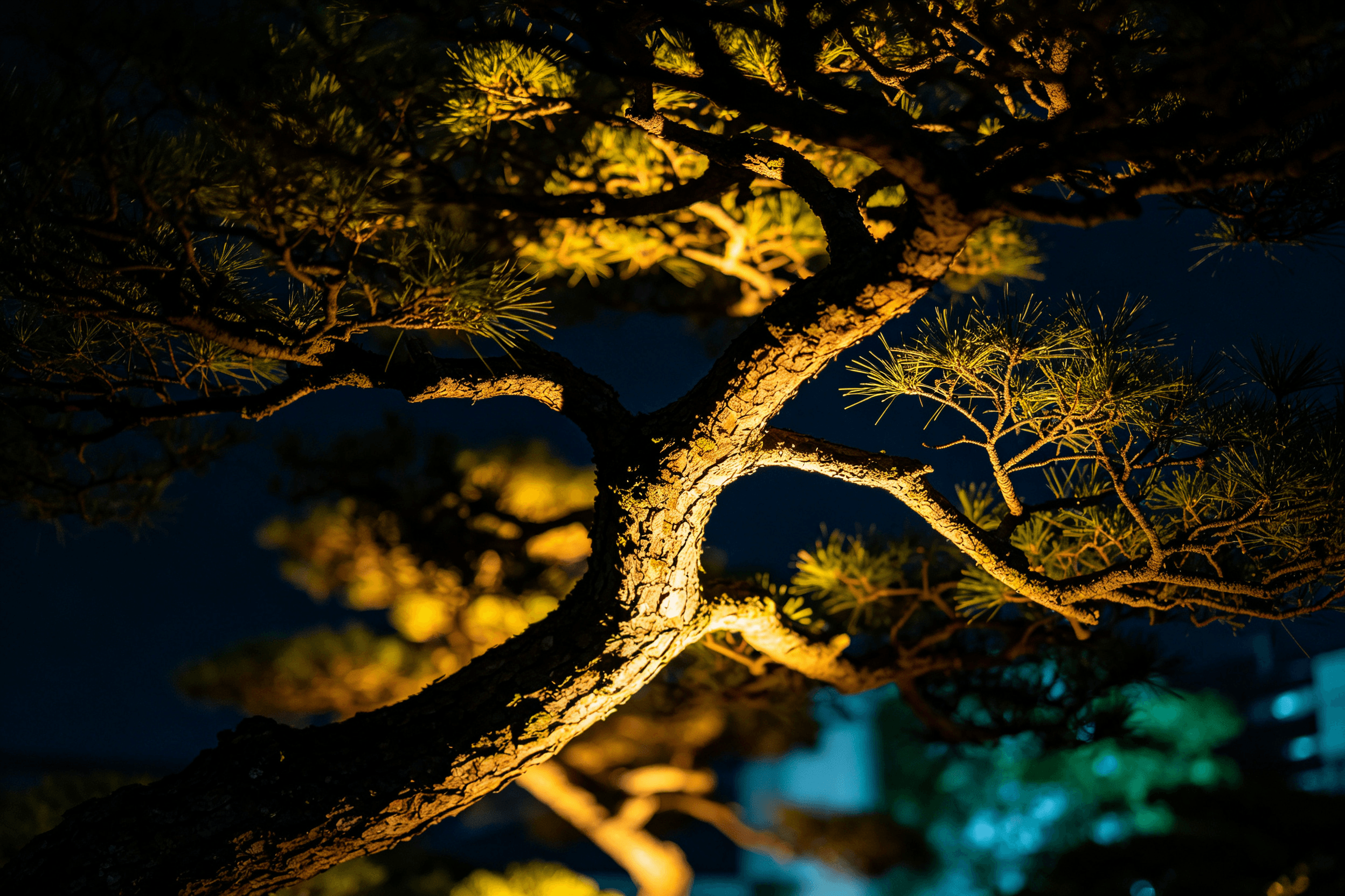 Dramatic uplighting effect on ornamental tree showing light casting intricate shadow patterns through branches against night sky
